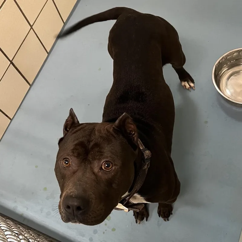 An adult large-sized male Black Pit Bull Terrier dog named Smoke for adoption in Lufkin, TX