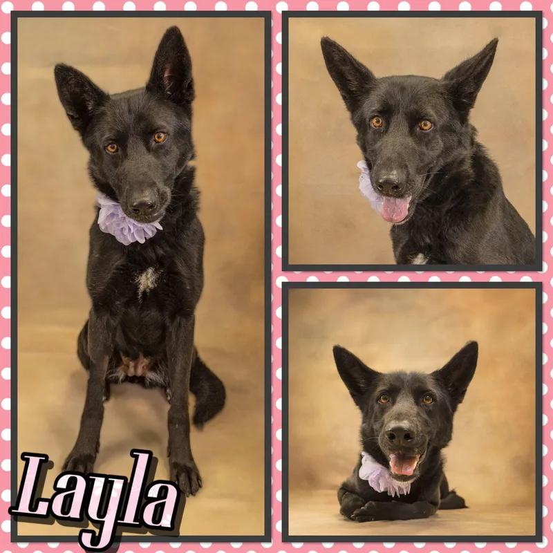 An adult medium-sized female Black German Shepherd Dog dog named Layla for adoption in Seagoville, TX