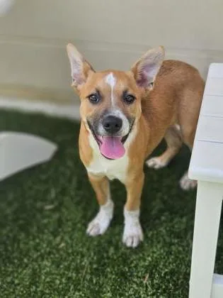 A baby medium-sized male Mixed Breed dog named Gordita Crunch for adoption in Savannah, GA