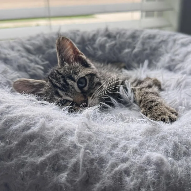 A baby medium-sized female Domestic Short Hair cat named Stella for adoption in Muskego, WI