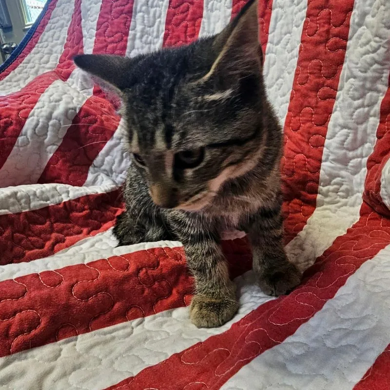 A baby small-sized male Black Domestic Short Hair cat named Rolex for adoption in Columbus, NC