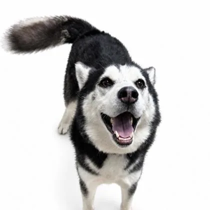An adult medium-sized male Siberian Husky dog named Dally for adoption in Cumberland, MD