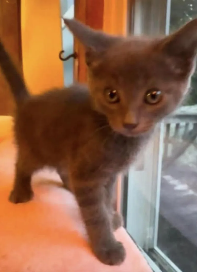 A young small-sized male Gray / Blue / Silver American Shorthair cat named Karl for adoption in Fort Payne, AL