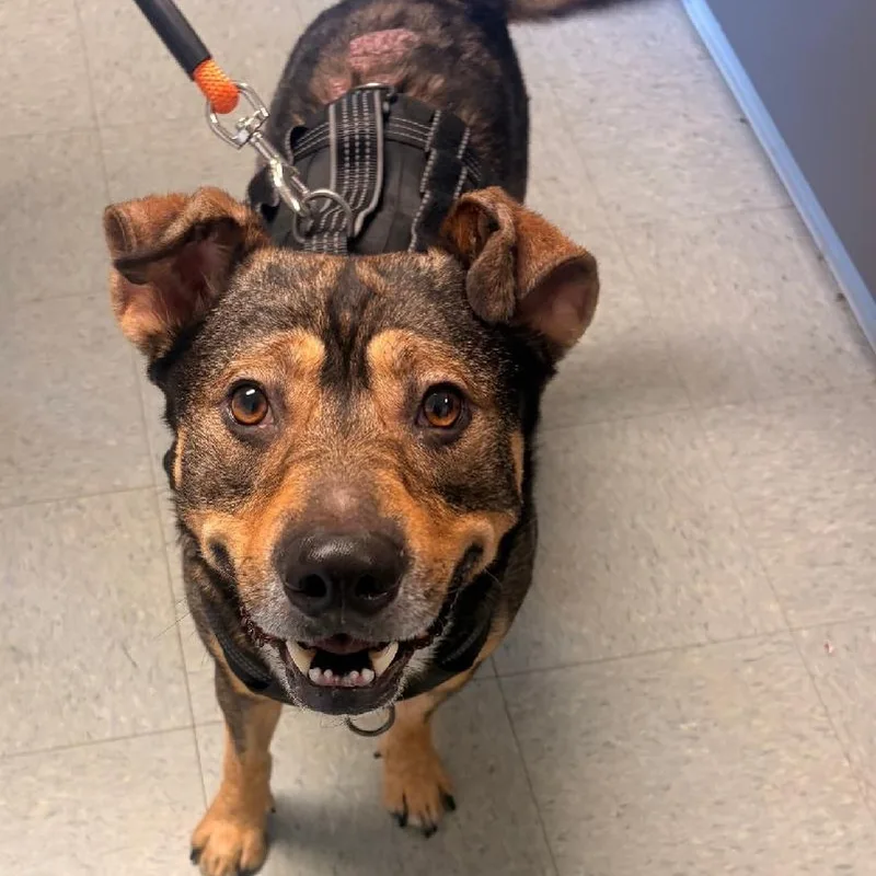 An adult large-sized male Bicolor Australian Cattle Dog / Blue Heeler dog named Thorin for adoption in Medina, OH