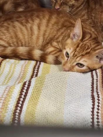 A baby medium-sized female Domestic Short Hair cat named Willow for adoption in Chatsworth, CA