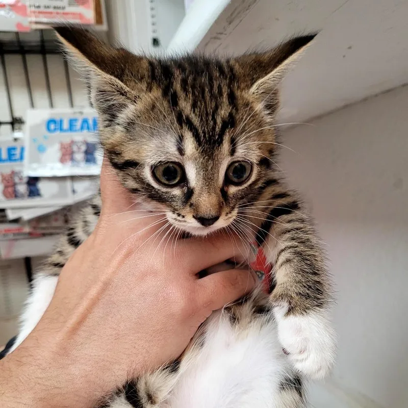 A baby small-sized female Domestic Short Hair cat named Jess for adoption in Allyn, WA