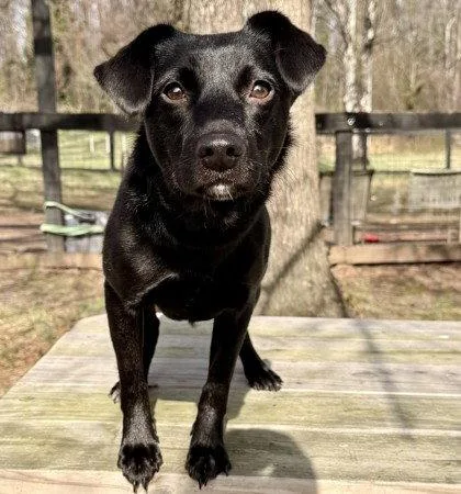 A young medium-sized female Terrier dog named Matilda for adoption in Midland, VA