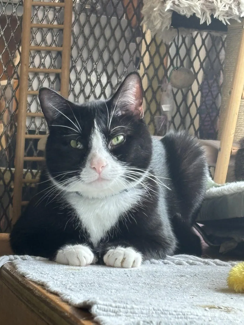 Hemingway thumbnail 2