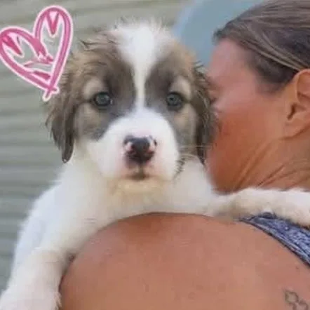 A baby medium-sized female White / Cream Mixed Breed dog named Cora for adoption in East Flat Rock, NC