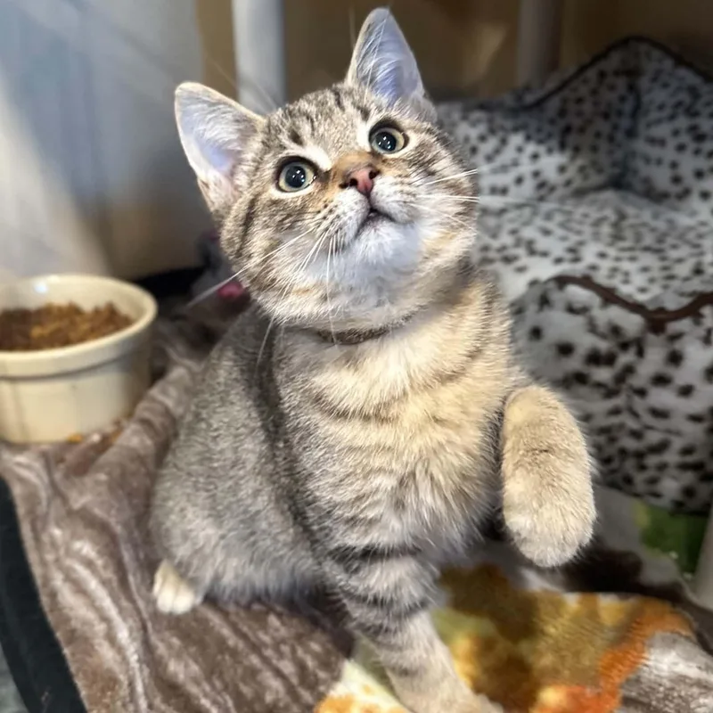 A baby medium-sized male Tabby (Brown / Chocolate) Domestic Short Hair cat named Stitches for adoption in Penn Yan, NY
