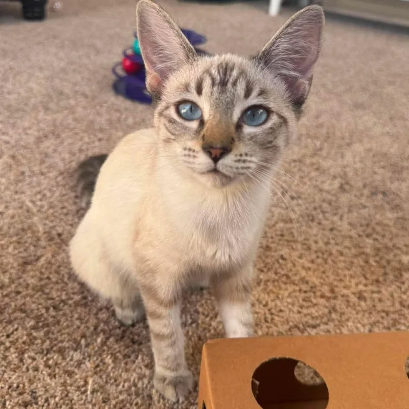 A baby small-sized female Siamese cat named Corazon for adoption in Agoura Hills, CA