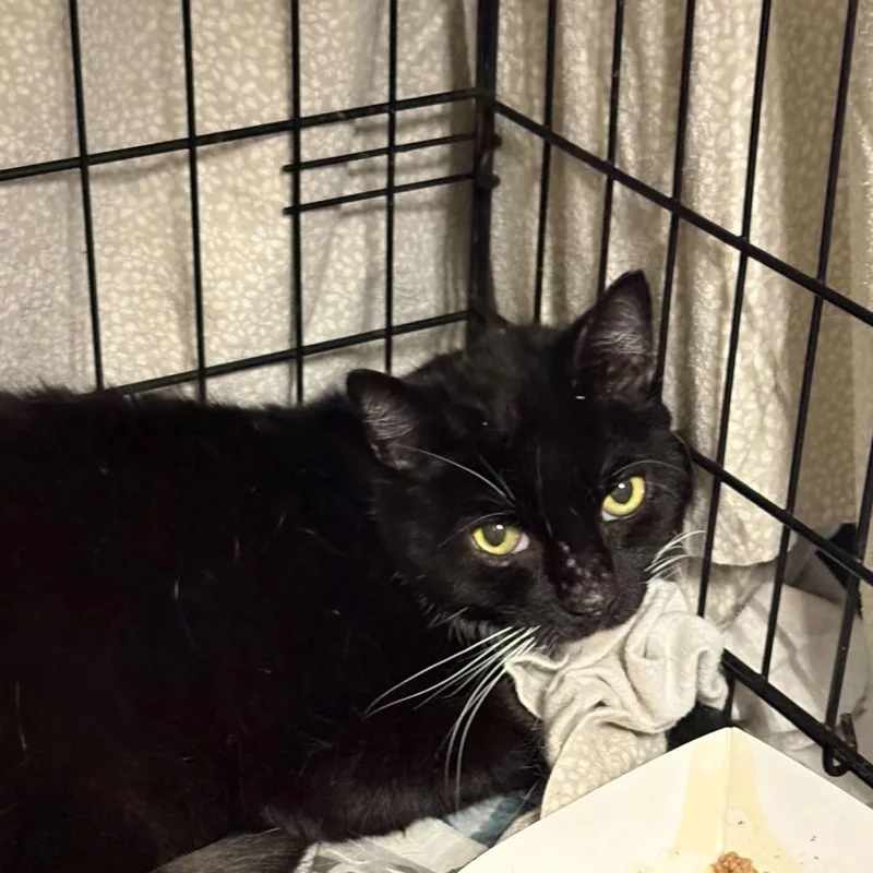 A baby medium-sized male Black Domestic Medium Hair cat named Frankie for adoption in Oak Hill, WV