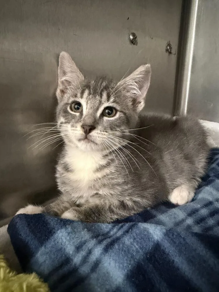 A baby medium-sized male Gray & White Domestic Short Hair cat named Dryer Sheet for adoption in Emerald Isle, NC