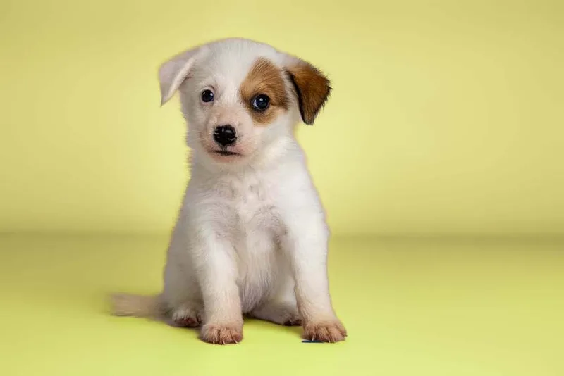 An adult medium-sized female Tricolor (Brown, Black, & White) Rat Terrier dog named Colada for adoption in Wolcott, CT