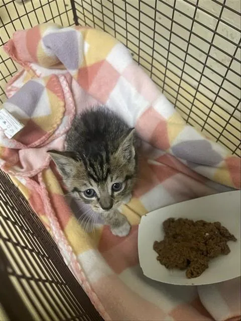 A baby small-sized male Domestic Short Hair cat named A for adoption in Sacramento, CA