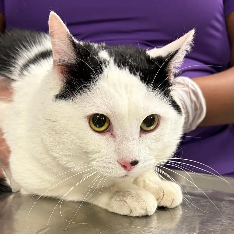 An adult large-sized male Domestic Short Hair cat named Cal for adoption in Newark, NJ
