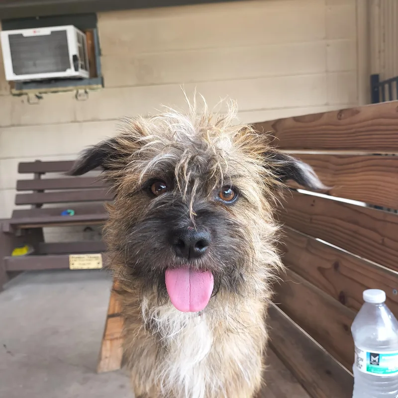 An adult small-sized male Brindle Cairn Terrier dog named Totoro for adoption in Plano, TX