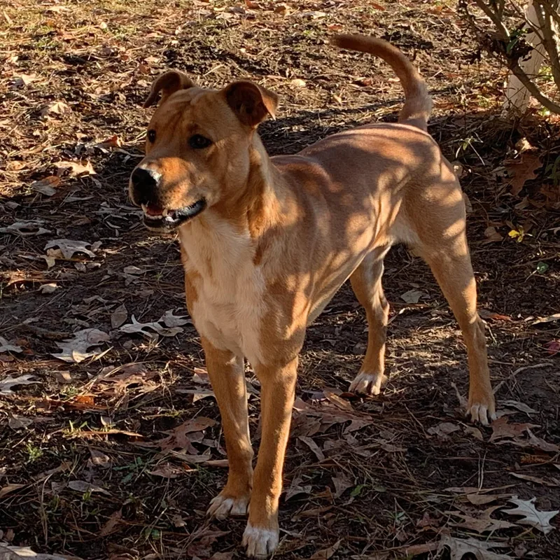 Koa