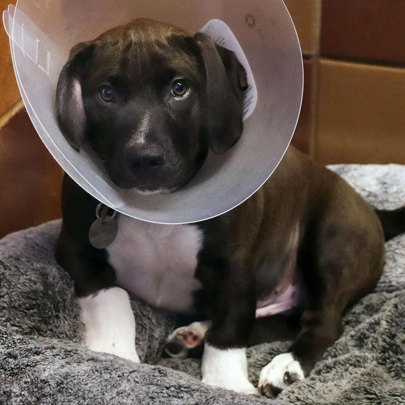 A baby small-sized male Mixed Breed dog named Finn for adoption in Port Washington, NY