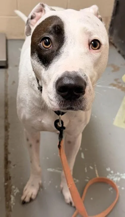 An adult large-sized male Pit Bull Terrier dog named Buddy for adoption in Harlingen, TX