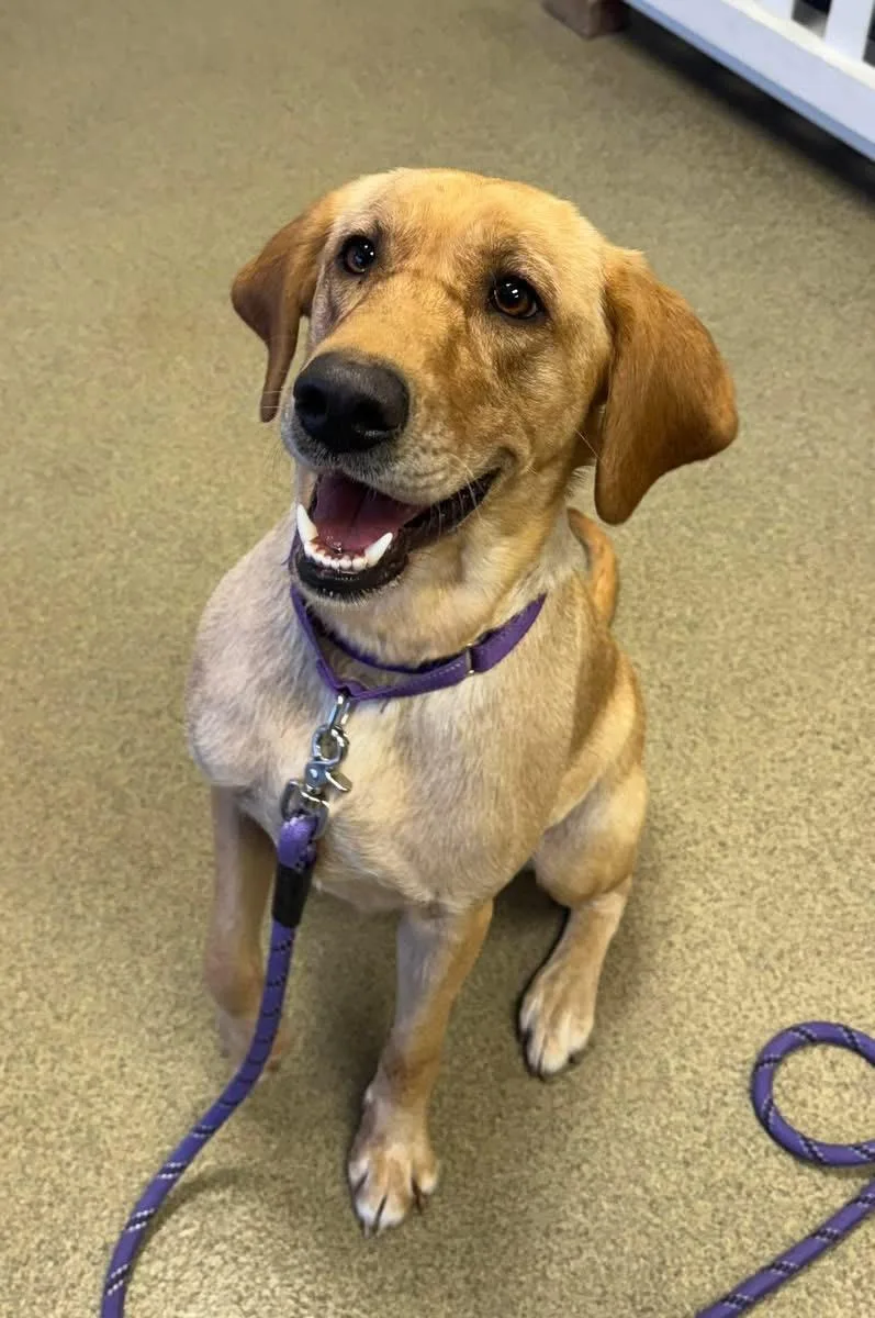 Marshmallow thumbnail 2