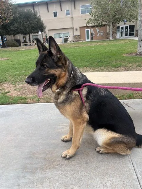 An adult medium-sized female German Shepherd Dog dog named Queenie for adoption in Riverside, CA