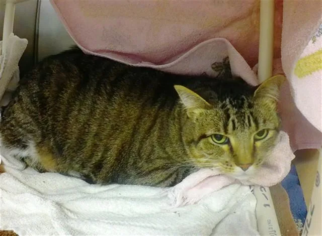 An adult large-sized male Domestic Short Hair cat named Toby for adoption in Omaha, NE
