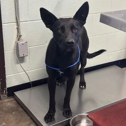 A young large-sized female Labrador Retriever dog named Evelyn for adoption in Red Bluff, CA