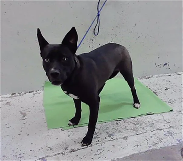 An adult medium-sized female Staffordshire Bull Terrier dog named Nova for adoption in Houston, TX