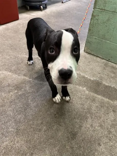 A baby medium-sized male Pit Bull Terrier dog named Limon for adoption in Sacramento, CA
