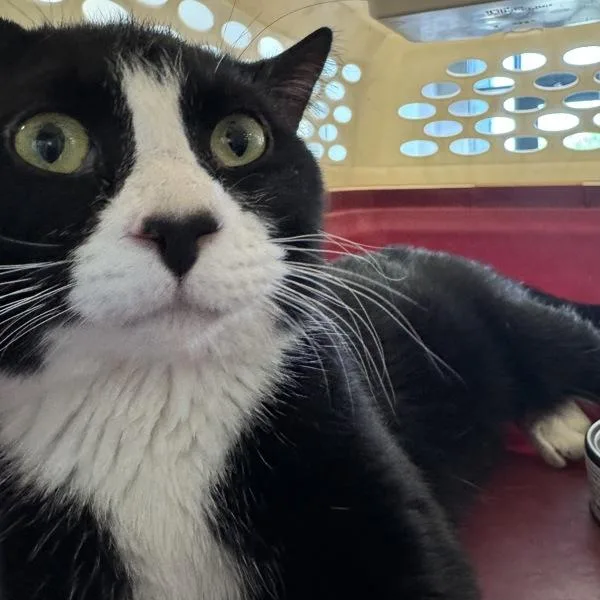 An adult medium-sized male Domestic Short Hair cat named Monte for adoption in Des Moines, IA