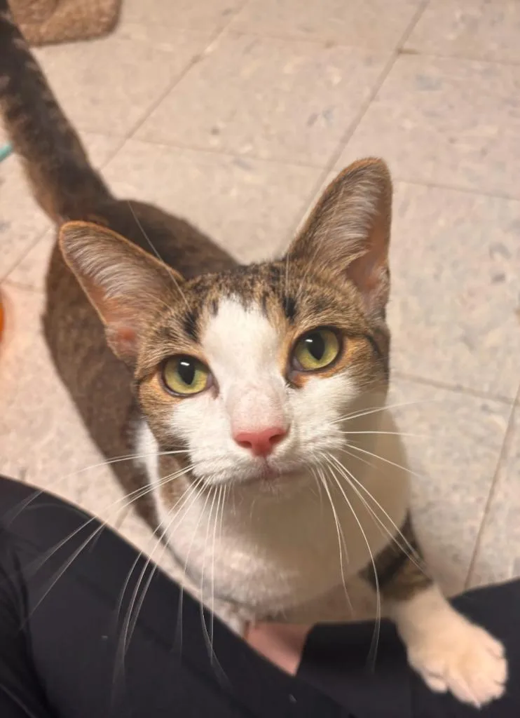 A young medium-sized female Domestic Short Hair cat named Marshmallow for adoption in Sandusky, OH