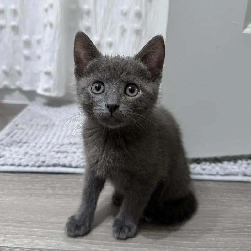 A baby small-sized male Gray / Blue / Silver Domestic Short Hair cat named Fo for adoption in Birdsboro, PA