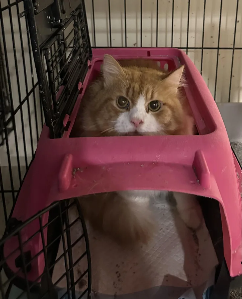 A young medium-sized male Orange & White Persian cat named Sam for adoption in Fairfax, VA