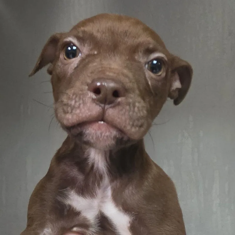 A baby small-sized female Brown / Chocolate Mixed Breed dog named Pumpkin Nutmeg for adoption in Charleston, WV