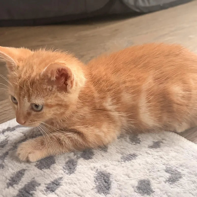 A baby medium-sized male Tabby (Tiger Striped) Tabby cat named Simba for adoption in Denver, NC
