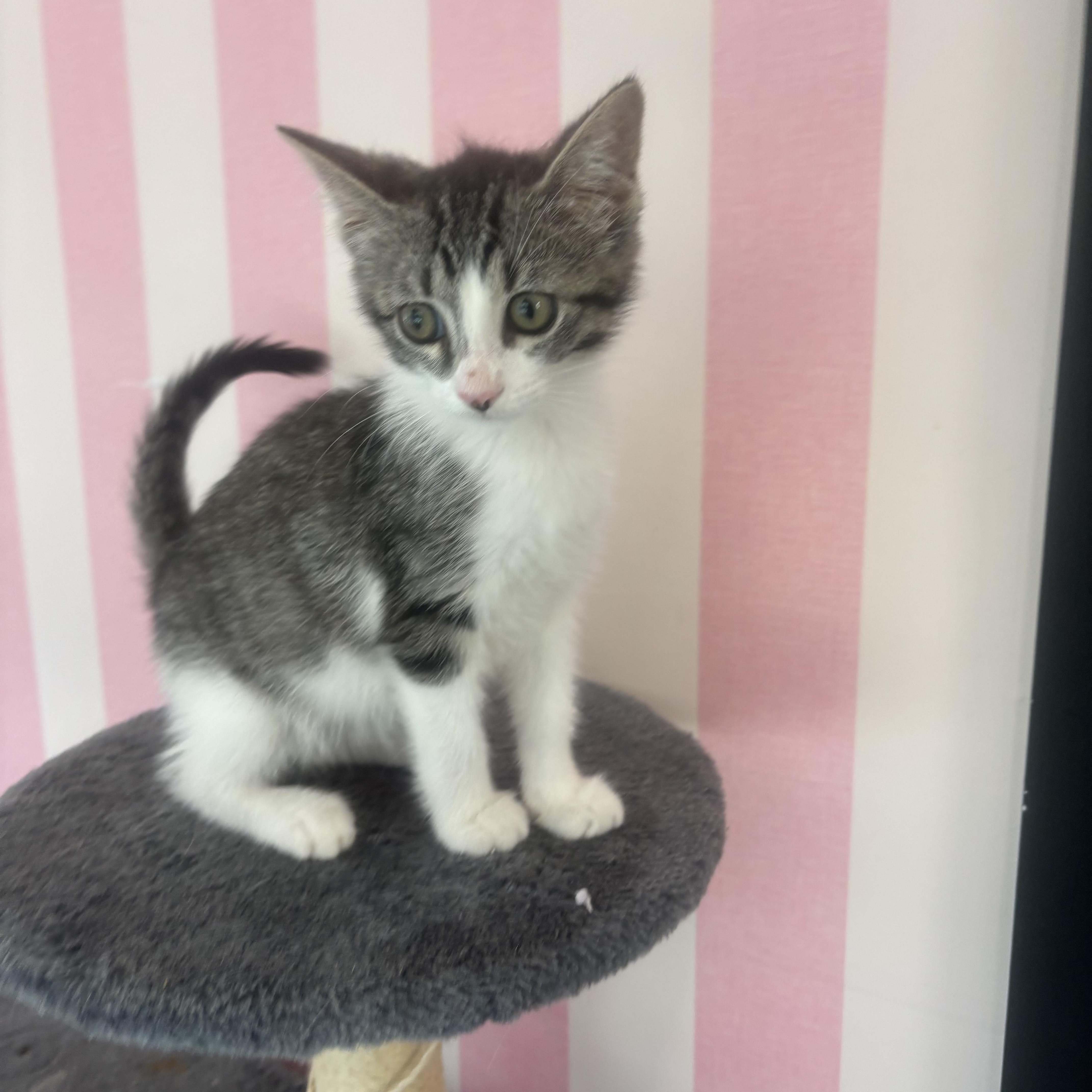 A young small-sized female Tabby (Gray / Blue / Silver) Domestic Short Hair cat named Stardust for adoption in Whittier, CA
