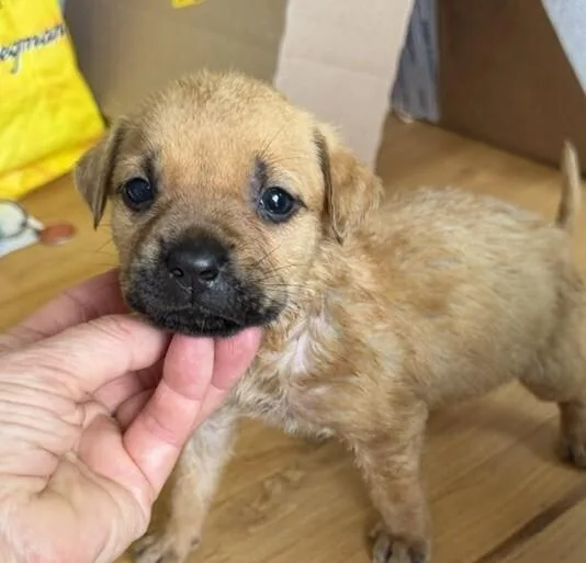 A baby medium-sized female Labrador Retriever dog named Babe Moxy for adoption in Washington, DC