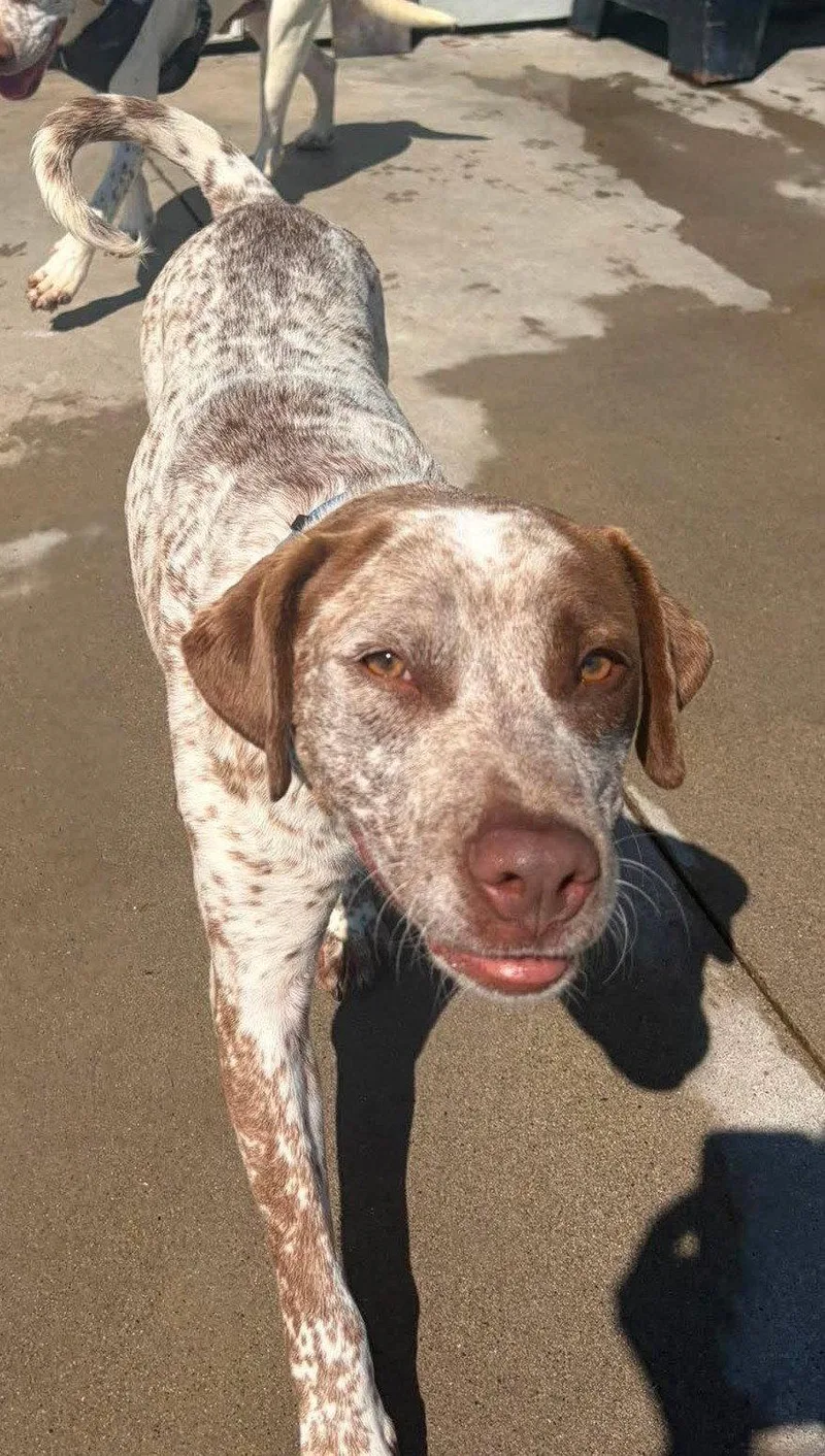 An adult medium-sized male Australian Cattle Dog / Blue Heeler dog named Russell for adoption in Knoxville, IA