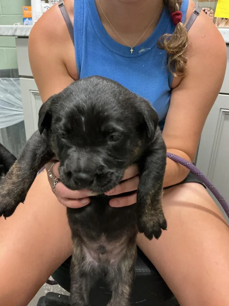 A baby small-sized male Labrador Retriever dog named Chance for adoption in Dyersburg, TN