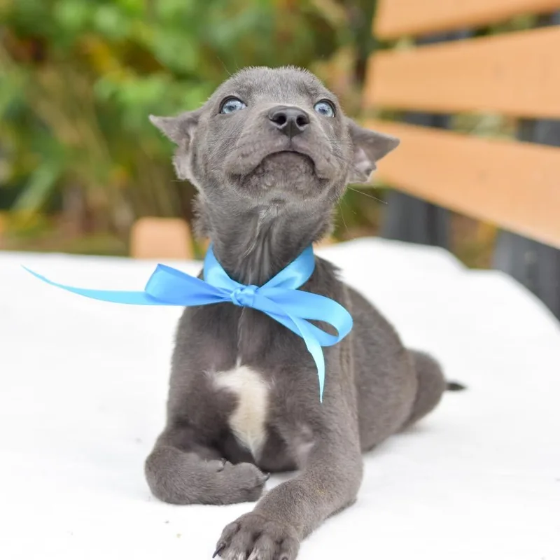 A baby small-sized male Gray / Blue / Silver Mixed Breed dog named Little Dipper for adoption in Kailua Kona, HI