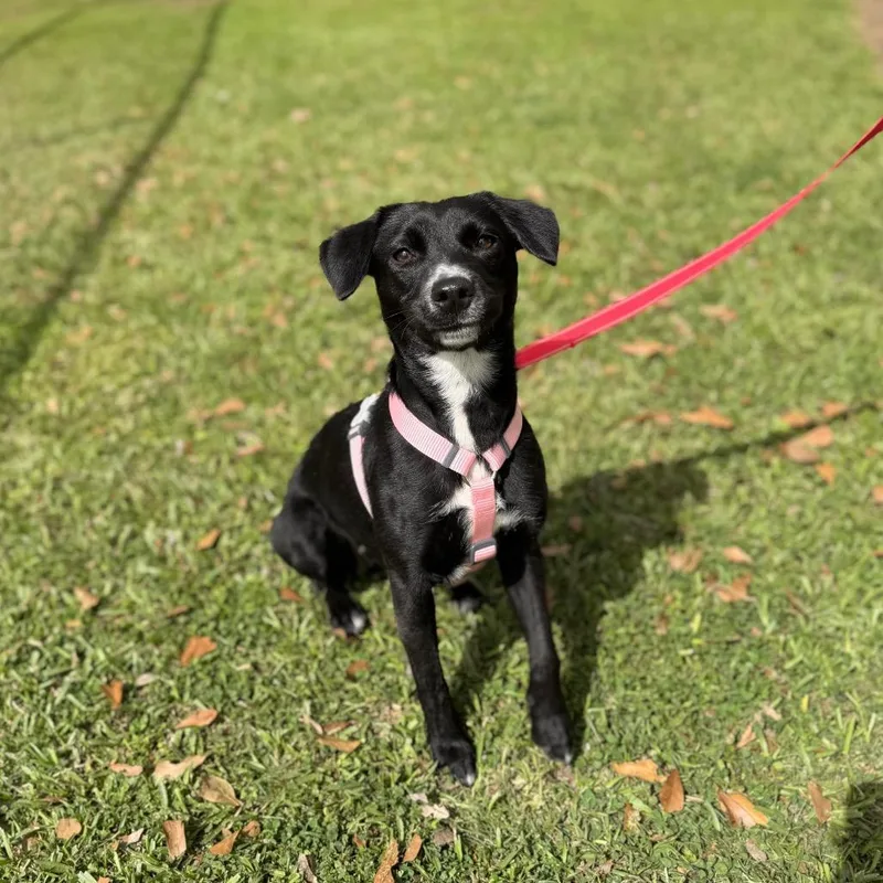 Love Story thumbnail 2