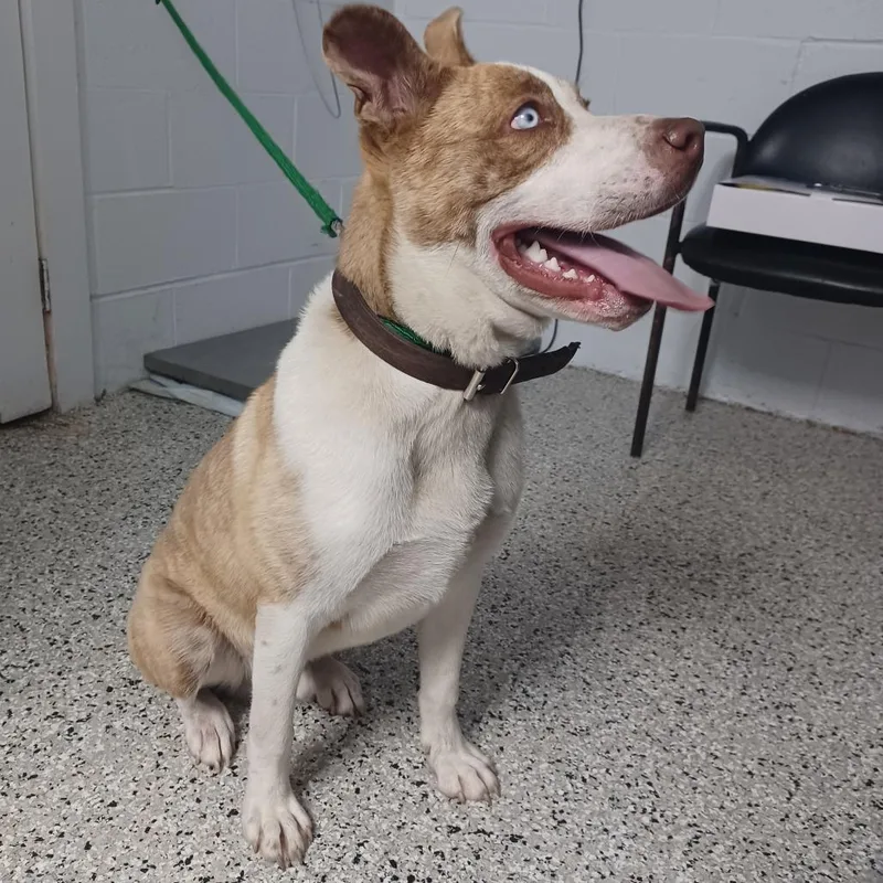 A young medium-sized male White / Cream Husky dog named Lenny for adoption in Hattiesburg, MS