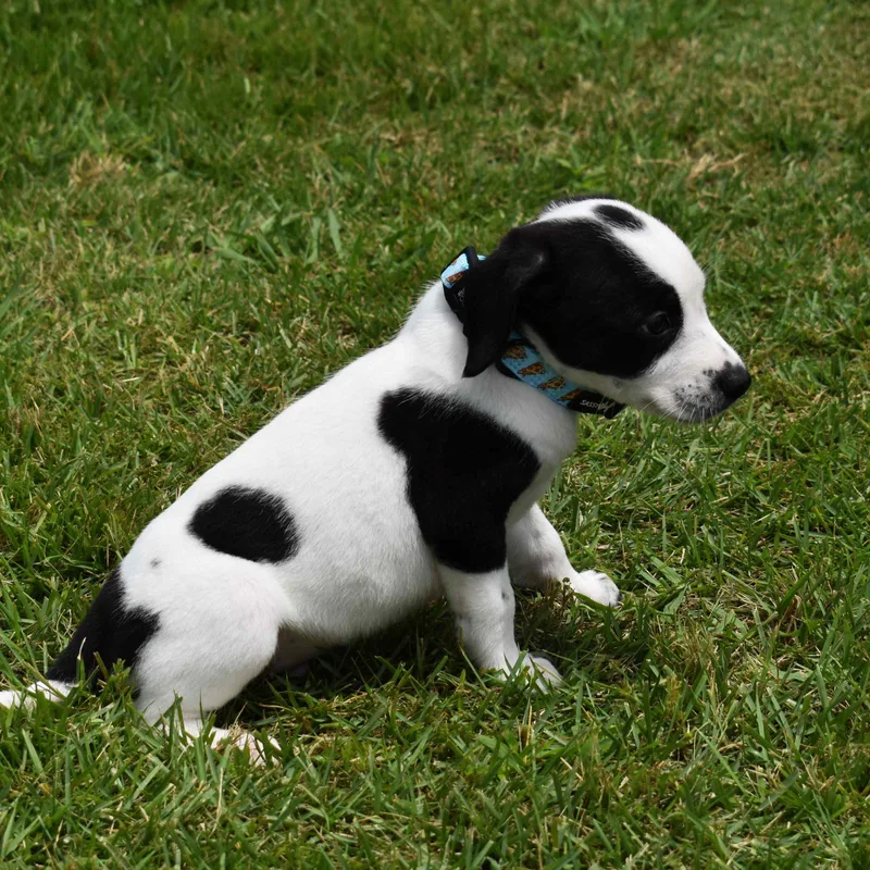 A baby medium-sized male White / Cream Mixed Breed dog named Nick for adoption in Searcy, AR