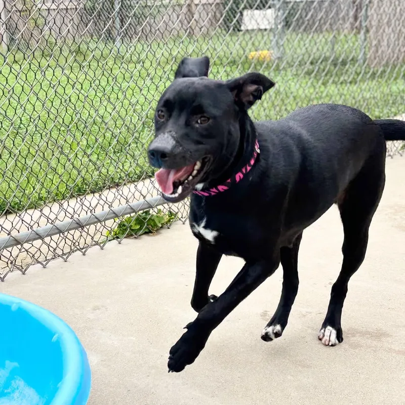 An adult medium-sized female Black Labrador Retriever dog named Margarita for adoption in Martinsville, IN