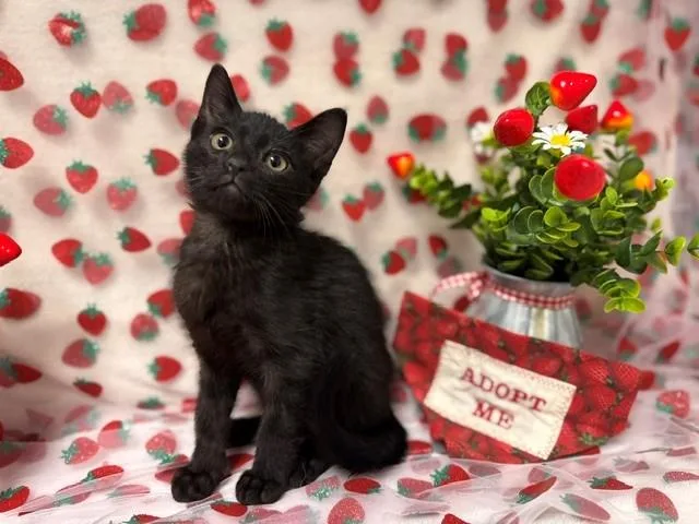 A baby small-sized male Domestic Short Hair cat named Shadow for adoption in Fairfield, CA