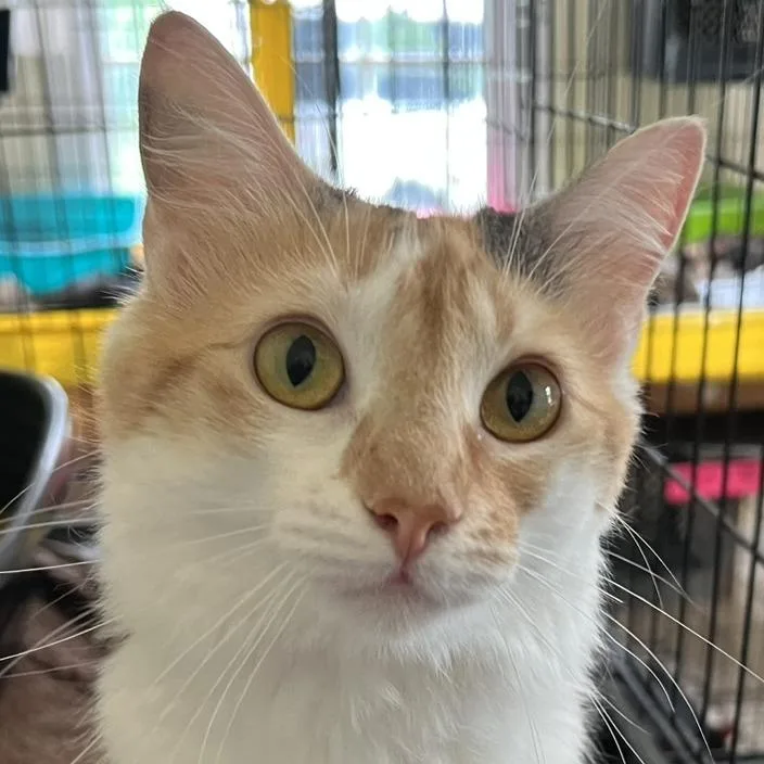 An adult medium-sized female Calico Domestic Medium Hair cat named Nala for adoption in Natchez, MS