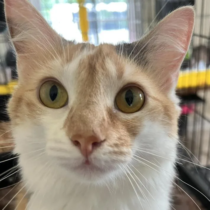 Nala thumbnail 3
