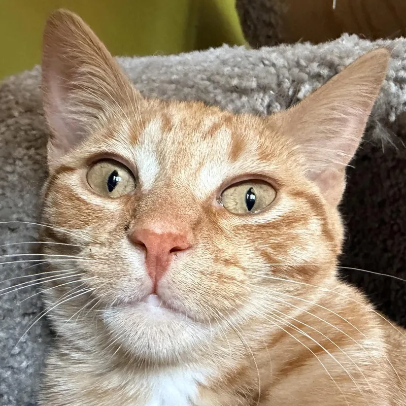 A baby small-sized female Orange / Red Domestic Short Hair cat named Small Fry for adoption in St. Paul, MN