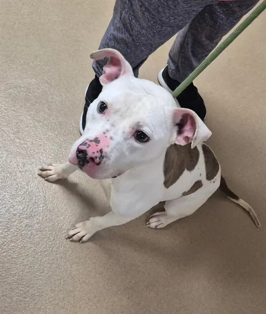 Bucket Hat thumbnail 2